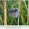 cupido argiades daghestan female 1